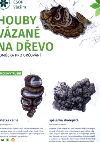 Houby vázané na dřevo pomůcka pro určování