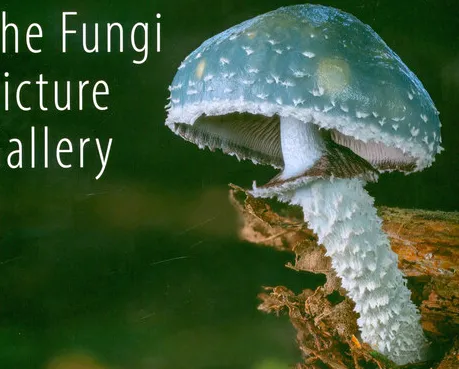 The fungi picture gallery