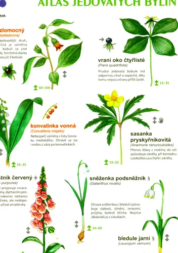 Atlas jedovatých bylin